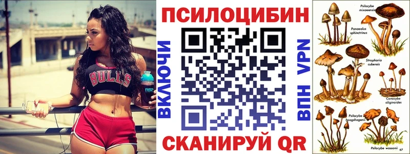 закладка  Кыштым  Псилоцибиновые грибы Psilocybe 